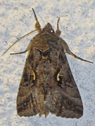 Silver Y (Autographa gamma)