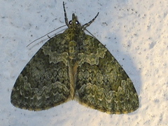 Autumn Green Carpet (Chloroclysta miata)