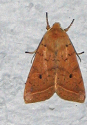 Yellow-line Quaker (Agrochola macilenta)
