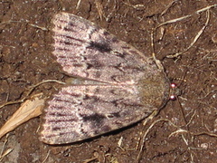 Rødt pyramidefly (Amphipyra pyramidea)