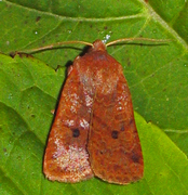 The Chestnut (Conistra vaccinii)