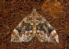 Dark Marbled Carpet (Dysstroma citrata)