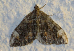 Dark Marbled Carpet (Dysstroma citrata)
