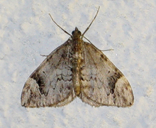 Dark Marbled Carpet (Dysstroma citrata)