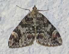 Dark Marbled Carpet (Dysstroma citrata)