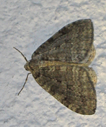 Autumnal Moth (Epirrita autumnata)