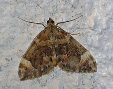 Dark Marbled Carpet (Dysstroma citrata)