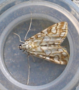 Brown China-mark (Elophila nymphaeata)
