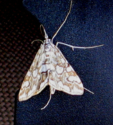 Flekkdammott (Elophila nymphaeata)