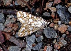 Brown China-mark (Elophila nymphaeata)