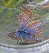 Common Blue (Polyommatus icarus)