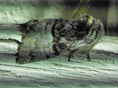 Hasselmunkefly (Colocasia coryli)