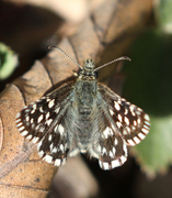 Grizzled Skipper (Pyrgus malvae)