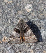 Orange Underwing (Archiearis parthenias)