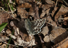Grizzled Skipper (Pyrgus malvae)