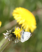 Green-veined White (Pieris napi)
