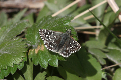 Grizzled Skipper (Pyrgus malvae)