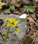 Green-veined White (Pieris napi)