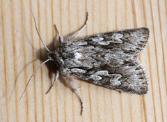 Early Grey (Xylocampa areola)