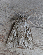 Early Grey (Xylocampa areola)