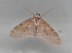 Early Tooth-striped (Trichopteryx carpinata)