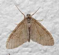 Early Tooth-striped (Trichopteryx carpinata)