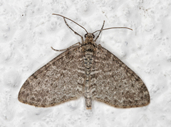 The Seraphim (Lobophora halterata)