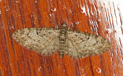 Oak-tree Pug (Eupithecia dodoneata)