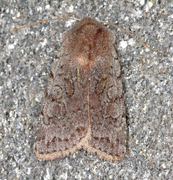 Red Chestnut (Cerastis rubricosa)