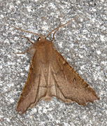Scalloped Hazel (Odontopera bidentata)