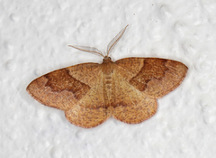 Barred Umber (Plagodis pulveraria)