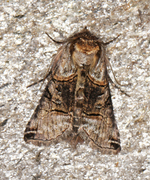 The Spectacle (Abrostola tripartita)