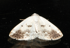 Clouded Silver (Lomographa temerata)