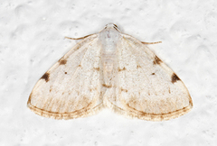 White-pinion Spotted (Lomographa bimaculata)