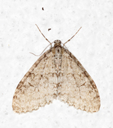 Early Tooth-striped (Trichopteryx carpinata)