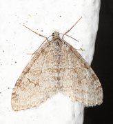 Early Tooth-striped (Trichopteryx carpinata)