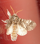 Lys eiketannspinner (Drymonia ruficornis)