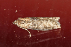 Ospesmalmott (Sciota hostilis)