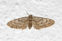 Oak-tree Pug (Eupithecia dodoneata)