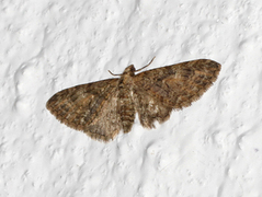 Vårdvergmåler (Eupithecia abbreviata)