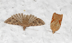 Eikeflatvikler (Acleris ferrugana)