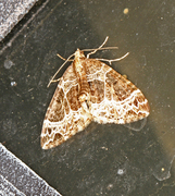 Small Phoenix (Ecliptopera silaceata)