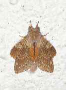 Ekorntannspinner (Stauropus fagi)