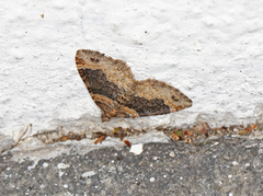 Flekkbåndmåler (Xanthorhoe ferrugata)