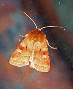 Small Square-spot (Diarsia rubi)
