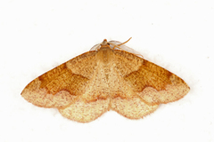 Barred Umber (Plagodis pulveraria)
