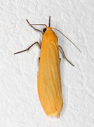 Orange Footman (Eilema sororcula)