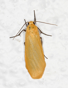 Orange Footman (Eilema sororcula)