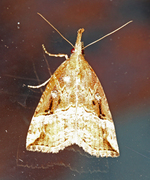 Humlenebbfly (Hypena rostralis)