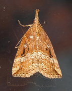 Humlenebbfly (Hypena rostralis)